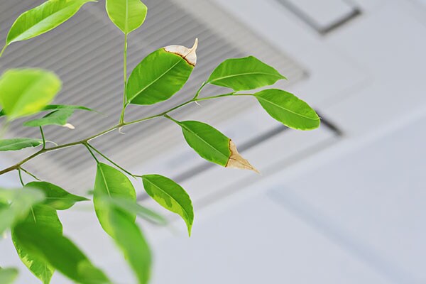 Focus on the stem of an indoor plant with Air conditioner in the background